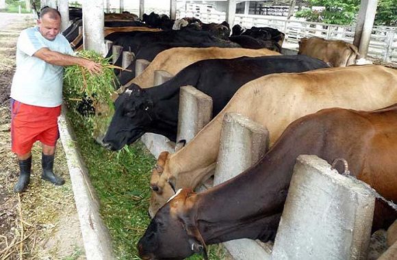 Se autoriza el consumo y comercialización de la carne bovina. Foto: Archivo.