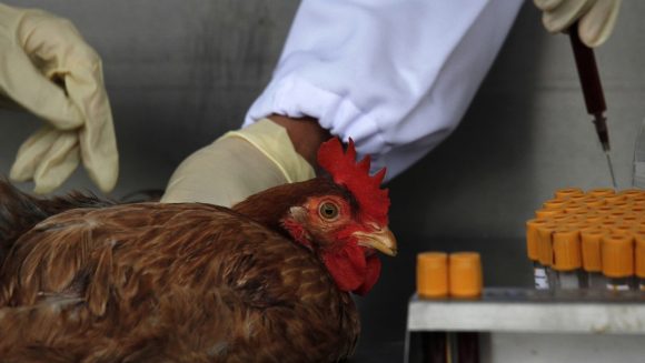 Detectan el primer caso mundial de gripe aviar H10N3 en humanos en la provincia de Jiangsu. Foto: Reuters.
