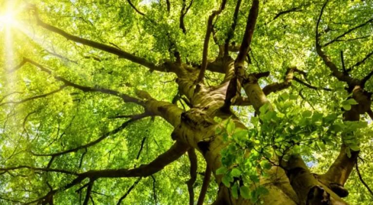 Día Internacional del Árbol, día de un mundo