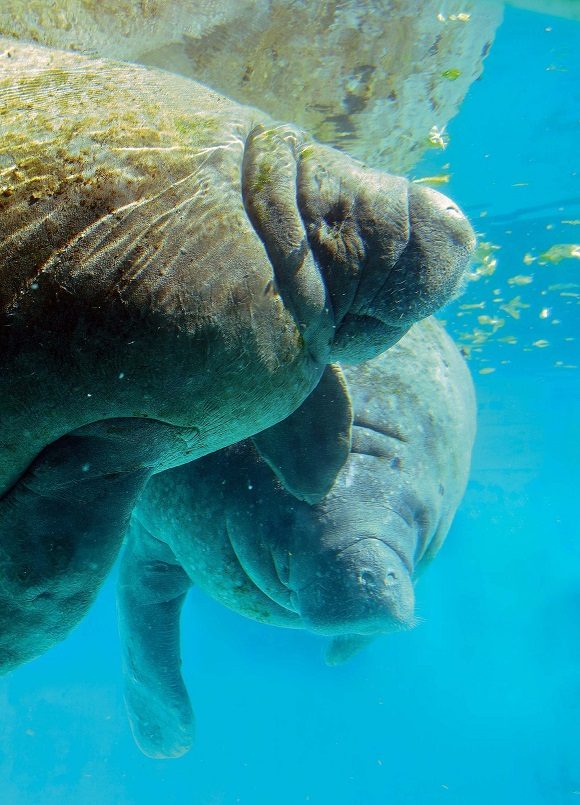 Manatí. Trichechus manatus m. Foto: Julio Larramendi / Facebook.