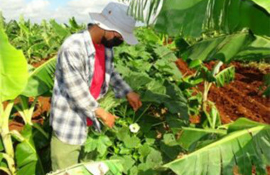 Agricultura y soberanía alimentaria