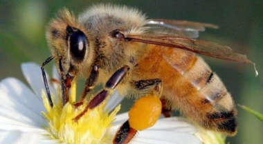 Abejas meliponas